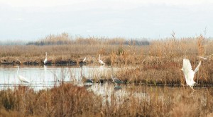 Αμβρακικός Η μικρή Μεσόγειος