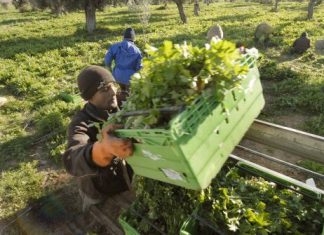 Δυτική Ελλάδα : Θέσεις για 10.000 εποχικούς εργάτες γης