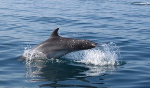 δελφίνια στον Αστακό