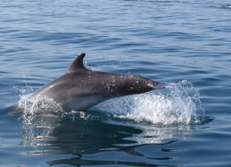 Αστακός: Χορεύοντας με… τα δελφίνια!