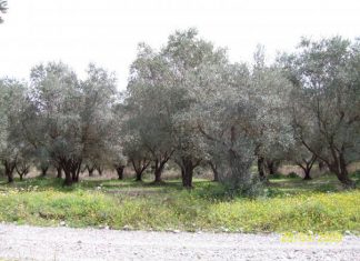 Πήγε να μαζέψει τις ελιές του, αλλά τον πρόλαβαν άλλοι…