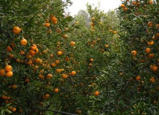 45χρονος Αλβανός έχει κλέψει τα μανταρίνια