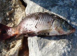 Πληθαίνουν τα νεκρά ψάρια στο Ιόνιο