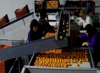 Χρηματοδότηση βρήκε το συσκευαστήριο εσπεριδοειδών του Αγροτικού Συνεταιρισμού Καλυβίων