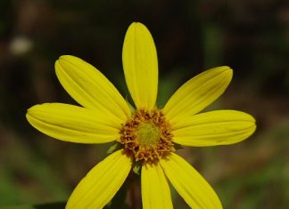 Καληνύχτα Αλέξη….