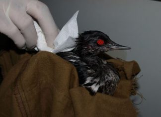 Τραυματισμένη γερακίνα στο Άκτιο