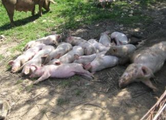 Αντίρριο: Χτύπησαν γουρούνια με βαριοπούλα για να τα κλέψουν