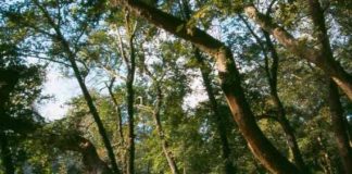 Απαγόρευση κυκλοφορίας σε δάση τις ημέρες υψηλού κινδύνου για την εκδήλωση πυρκαγιάς