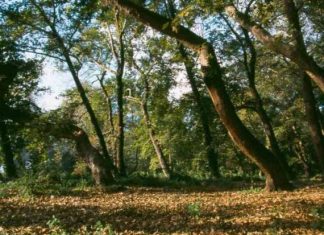 Τέσσερα παραδείγματα πλούτου και εγκατάλειψης στα δάση της Αιτωλοακαρνανίας