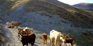 Μεγάλη ζωοκλοπή από κτηνοτροφική μονάδα στη Βόνιτσα