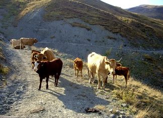“Εξαφάνισαν” ολόκληρο κοπάδι στη Νεάπολη Αγρινίου