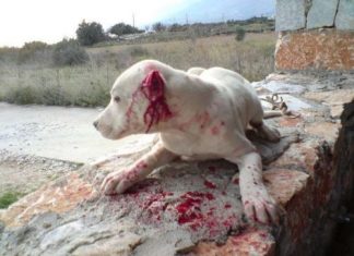 Η Αστυνομία βρήκε τους ασυνείδητους που βασάνιζαν ζώα – Περιστατικό και στην Αγριλιά Μεσολογγίου