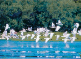 Θύματα λαθροθηρίας αποκαλύπτουν οι παρατηρήσεις στη λιμνοθάλασσα του Μεσολογγίου