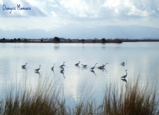 Φορείς Διαχείρισης : Από την ίδρυση για προστασία… στην συγχώνευση!!!