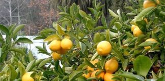 «2ο Φεστιβάλ Πορτοκαλιού» στα Καλύβια