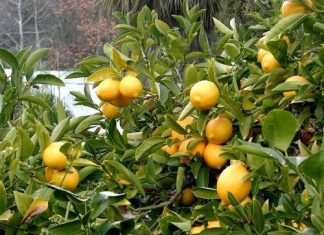 Oδηγίες στους αγρότες μετά από κρούσμα ιού που προσβάλλει τα εσπεριδοειδή