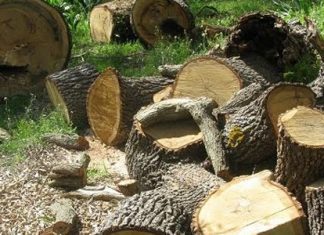 Κακούργημα η ζημιά άνω των 10 χιλ. ευρώ στο δάσος…