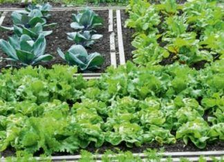 Προχωρά το εγχείρημα του δημοτικού λαχανόκηπου στο Αγρίνιο