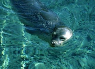 Η φώκια του Ιονίου έχει σχεδόν εκλείψει