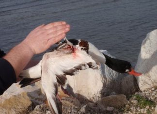 Τραυματισμένη χηνόπαπια στο Εθνικό Πάρκο του Αμβρακικού