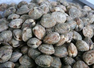 Απαγορεύεται η συλλογή οστρακοειδών από τον Αμβρακικό