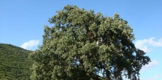 Ο.Π.ΣΥ.Ξ. : Κάλεσμα σε σύσκεψη για την προστασία του περιβάλλοντος