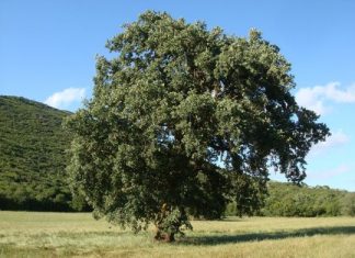 Η βελανιδιά στις 2 εποχές του χρόνου