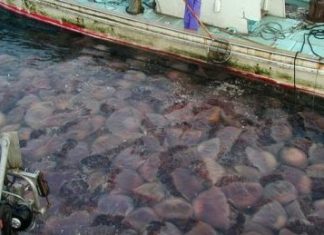 Προβλήματα στους αλιείς δημιουργούν οι μέδουσες στον Αμβρακικό