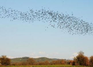 Ξηρόμερο: Μεγάλα σμήνη από πουλιών…