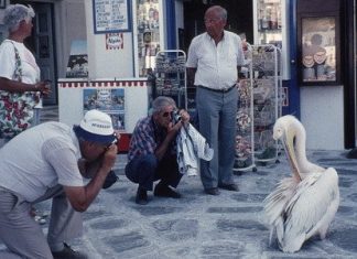 Και ‘γω νόμιζα ότι ο πελεκάνος έβγαινε σε κοκκινάκι χρώμα, αλλά τελικά είναι λευκός