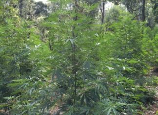 Μετά από δυόμιση χρόνια βρέθηκαν οι χασισοκαλλιεργητές της Νεάπολης