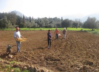 Έβγαλε την πατάτα από το χωράφι και κάλεσε γνωστούς και γείτονες να πάνε την μαζέψουν!