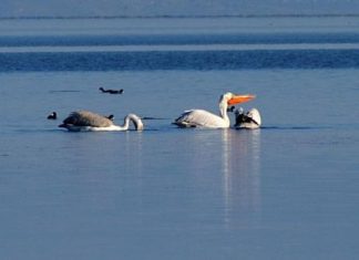 H καινούργια θάλασσα του Αμβρακικού κόλπου