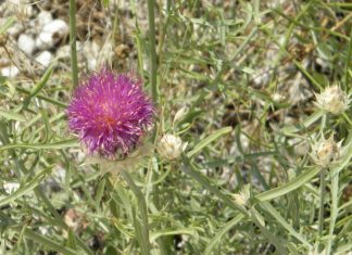 Καταγραφή τoυ σπάνιου ενδημικού είδους Centaurea aetolica στο Εθνικό Πάρκο της Λιμνοθάλασσας Μεσολογγίου