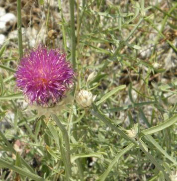 Καταγραφή τoυ σπάνιου ενδημικού είδους Centaurea aetolica στο Εθνικό Πάρκο της Λιμνοθάλασσας Μεσολογγίου