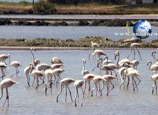 Φλαμίγκος έχουν “καταλάβει” τη λιμνοθάλασσα του Μεσολογγίου (video)