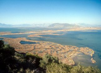 Το οικοσύστημα του Αμβρακικού Κόλπου, ένας παράδεισος για τη χελώνα καρέτα- καρέτα