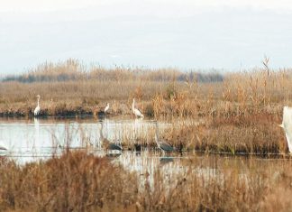 Αμβρακικός: Η μικρή Μεσόγειος