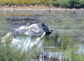 Ερωδιός της τροπικής Αφρικής εθεάθη στο Μεσολόγγι