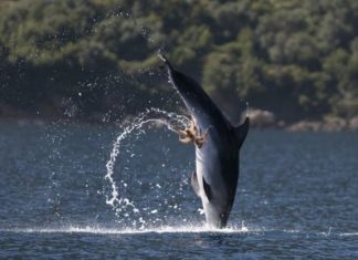 Κάλαμος: Χταπόδι κάνει «τζετ σκι» πάνω σε δελφίνι!