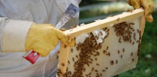 ΚΑΠ: Εγκρίθηκε η επιχορήγηση για το «Κέντρο Μελισσοκομίας Αιτωλοακαρνανίας»