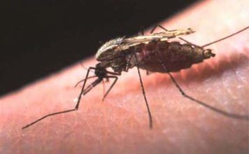 Μολυσμένα με τον ιό του Δυτικού Νείλου τα μισά κουνούπια – Στο «κόκκινο» η Αιτωλοακαρνανία