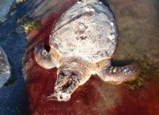 5 θαλάσσιες χελώνες καρέτα-καρέτα βρέθηκαν νεκρές στον Αμβρακικό