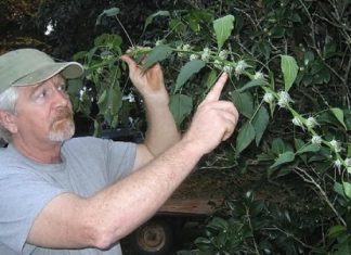 Στο κενάφ στρέφονται αγρότες στην Αιτωλοακαρνανία