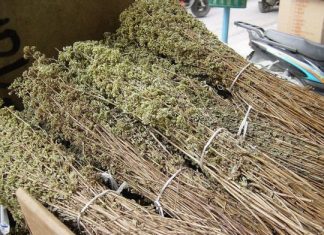 Κινδυνεύει με εξάφανιση η ρίγανη και το τσάι βουνού στα δάση της Αιτωλοακαρνανίας