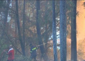 Αποχαρακτηρίστηκαν καμένες δασικές εκτάσεις στην Ηλεία