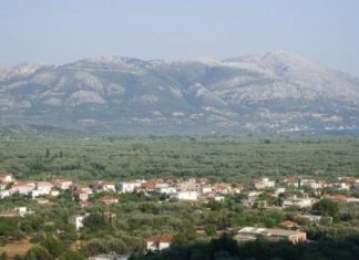 Οι ελιές του κάμπου της Αλυζίας στόχος των λαθροϋλοτόμων