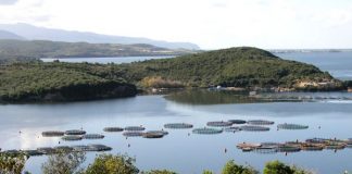 Δυτική Ελλάδα: Τηλεδιάσκεψη για τη στήριξη της υδατοκαλλιέργειας