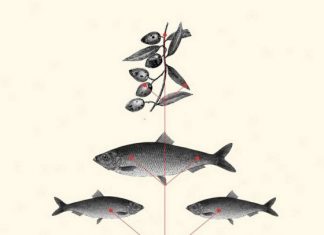 “Επιστροφή στα Ελληνικά μετά Οίνου και Ιχθύος”