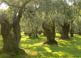 Βρώσιμες ελιές από το Αγρίνιο στην αγορά της Ιταλίας